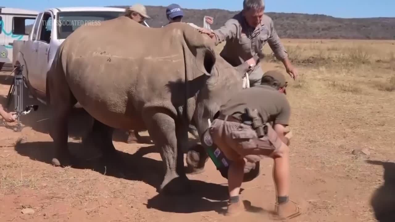 South Africa starts injecting rhino horns with radioactive material to curb poaching